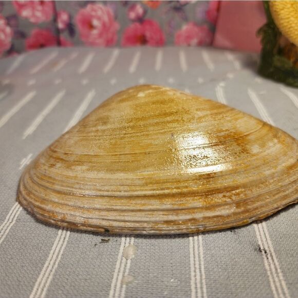 DECOUPAGE CLAM SHELL DECOUPAGE FLOWERS ON A CLAM SHELL TRINKET DISH - Picture 11 of 11